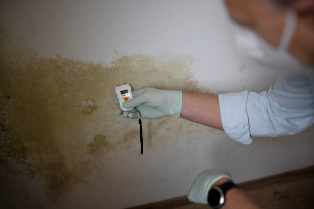 Best Industrial Mold Remediation in San Martin, CA