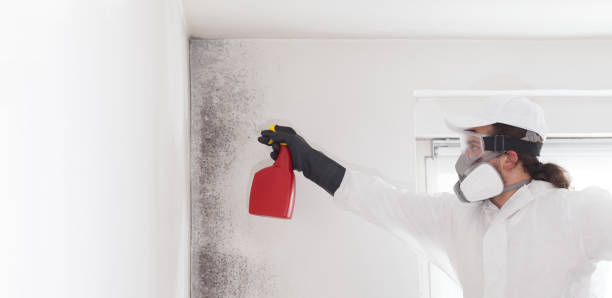 Best Emergency Mold Remediation in San Martin, CA