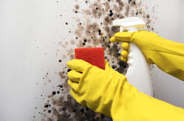 Best Commercial Mold Remediation in San Martin, CA