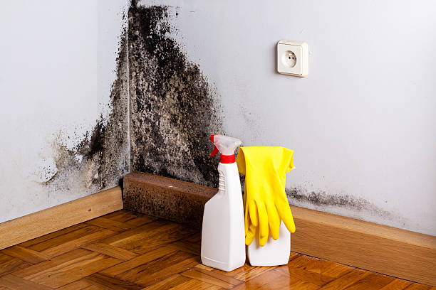 Best Industrial Mold Remediation in San Martin, CA