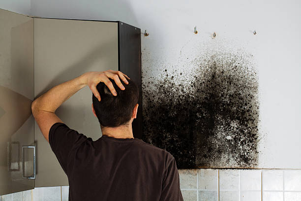  San Martin, CA Mold Removal Pros