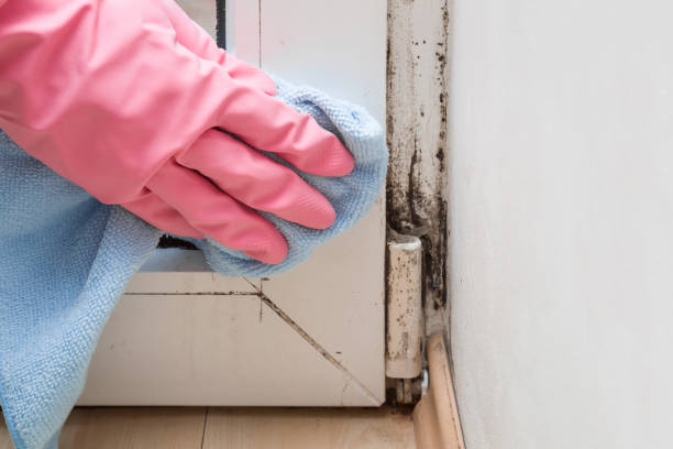 Best Commercial Mold Remediation in San Martin, CA