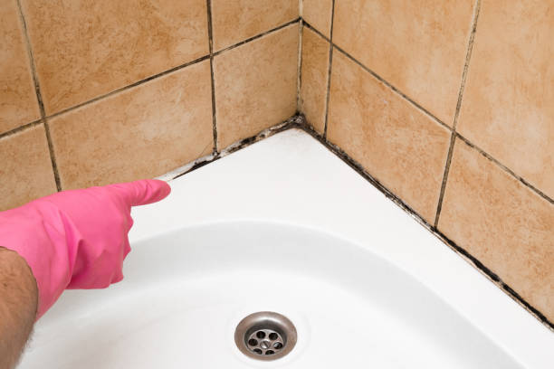 Best Kitchen Mold Remediation in San Martin, CA
